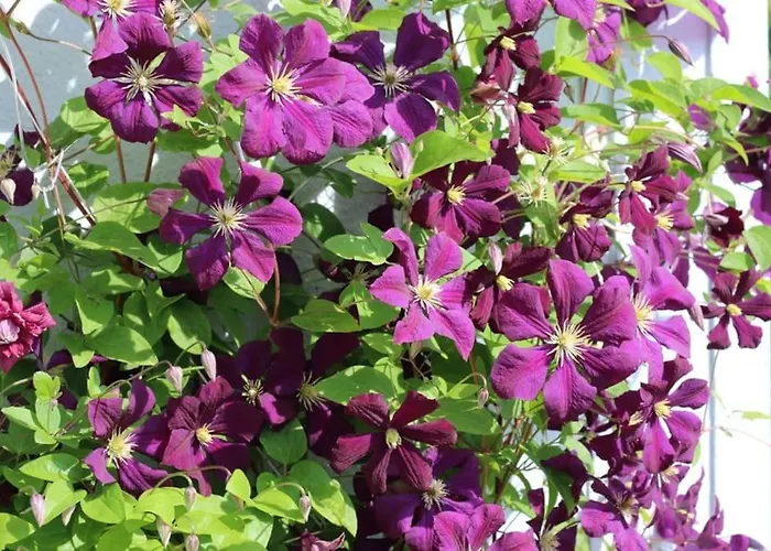 Clemens - Wohnkueche + 2 Schlafraeume + Bad + Terrasse Hamm (North Rhine-Westphalia)