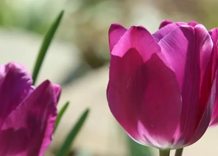 Clemens - Wohnkueche + 2 Schlafraeume + Bad + Terrasse Appartement *